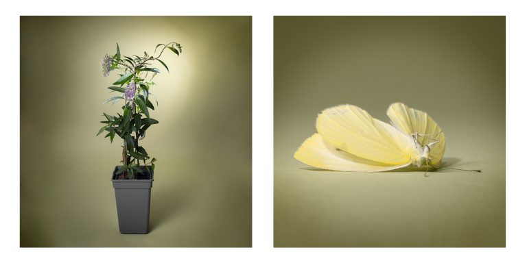 Marlonneke Willemsen