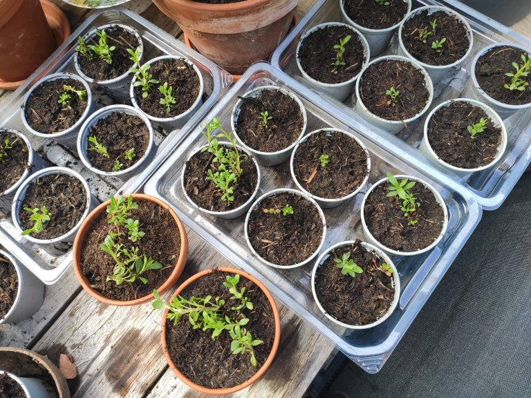 31 mrt: Lezing Daan vd Linde - Groen moet je doen